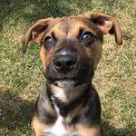 Freddie the Boxer Shepherd - @sir_freddie_spaghetti - Instagram