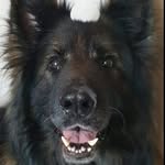 Freddie the dog - @freddie_the_german_shepherd - Instagram