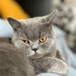 Freddie The Cat - @freddie_shorthair - Instagram