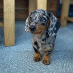 Freddie - @freddie_silverdapple - Instagram