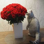 Freddie Silver Paw - @gentlemanfreddie - Instagram
