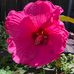 Freddie Simmons - Facebook