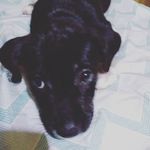 𝐹𝑟𝑒𝑑𝑑𝑖𝑒 - @freddie_small_halfbeed - Instagram