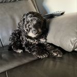 Freddie - @fre.ddiesmalley - Instagram