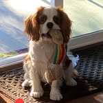 Freddie Sprinkles - @freddiesprinkles - Instagram