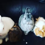 sprinkles bakery - @freddyjefferson4 - Instagram