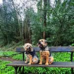 Freddie & Stanley - @freddie.stanley.borderterriers - Instagram