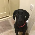 Freddie & Stanley 🐶 - @freddieandstanleydogs - Instagram
