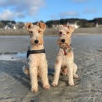 Freddie & Stanley | Guernsey Foxies🇬🇬 - @foxie_freddie_stanley - Instagram