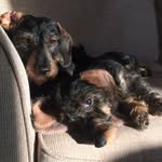 Freddie and Stanley 🐶 - @fred_the_wire_haired_daschund - Instagram