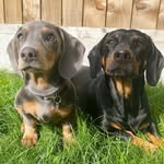 Freddie and Stanley Cassidy - @freddieandstanleythesausages - Instagram