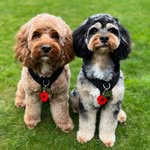 The adventures of Stanley & Freddie 🐾💙 - @stanley_and_freddie_f1cavapoos - Instagram