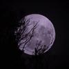 🌕 - @freddiexstiles - TikTok