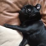 Freddie Sullivan - @booboo_the_pug_08 - Instagram
