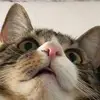 freddiesullivan3 - @fred.s14 - TikTok