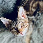Freddie & Tate - @woodycreatures - Instagram