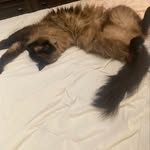 Freddie & Tater Tot - @freddieprincejr_tatertot - Instagram