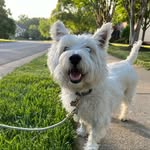 Freddie - @freddie.westie - Instagram