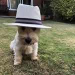 Freddie🐾 - @freddiewesthighland - Instagram