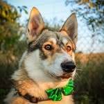 Freddie - @freddie_westsiberianlaika - Instagram