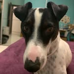 Freddie Spiteri West - @freddietheterry - Instagram