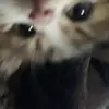 freddiewillard - @freddiewillard - TikTok