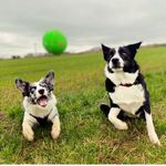 Winter & Freddie Adventures - @winter_freddie_bordercollies - Instagram