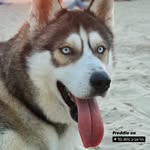 Freddie - @freddie_wolf_tlv - Instagram