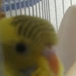 freddie wolf - @freddie_the_bird - Instagram