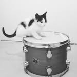 Freddie Wolf - @freddiewolfkitty - Instagram