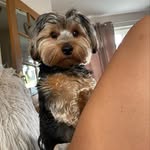 F R E D D I E  🐻B E A R - @freddie_yorkiebear - Instagram