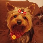 Freddie - @freddie.yorkie - Instagram