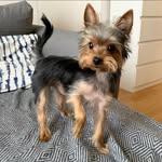 Freddie - @freddie_yorkie - Instagram