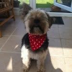 Freddie - @freddieyorkiepoo - Instagram
