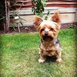 FreddieTheYorkie - @freddieyorkie - Instagram