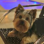 Frederico 🐾 - @freddie.york - Instagram