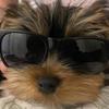 Herbie&Freddie_the_yorkies - @yorkieherbie_freddie - TikTok