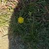 Freddyballsbear - @deezfreddyfazballs - TikTok