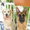 Bauer & Freddy - @bauer.freddy - TikTok