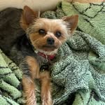 Freddy “bean” - @freddybean_theyorkie - Instagram