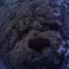 FreddyBeans - @freddydrawingbeans - TikTok