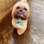 Freddynho ❤️🐶 - @freddy.beckeresouza - Instagram