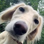 Freddie Bennett - @saluki_freddie - Instagram
