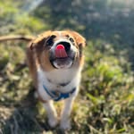 Fintobean & Freddy | English Shepherd & Saint Bernard Mix Rescue - @finnic.and.beyond - Instagram