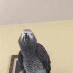 Freddy - @_freddy_bird - Instagram
