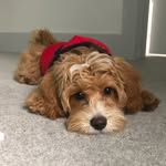 Freddy Bird - @freddy_birdmaltipoo - Instagram