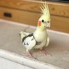 𝐅𝐫𝐞𝐝𝐝𝐲 𝐓𝐡𝐞 𝐁𝐢𝐫𝐝 - @freddy_birdfred - TikTok