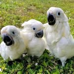 freddyparrotandbirdstore - @fredd_ybirds - Instagram