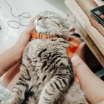 Freddy Black Ligita 💗 - @kamfreddythecat - Instagram