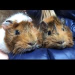 Freddy & Bob - @two_happy_piggies - Instagram